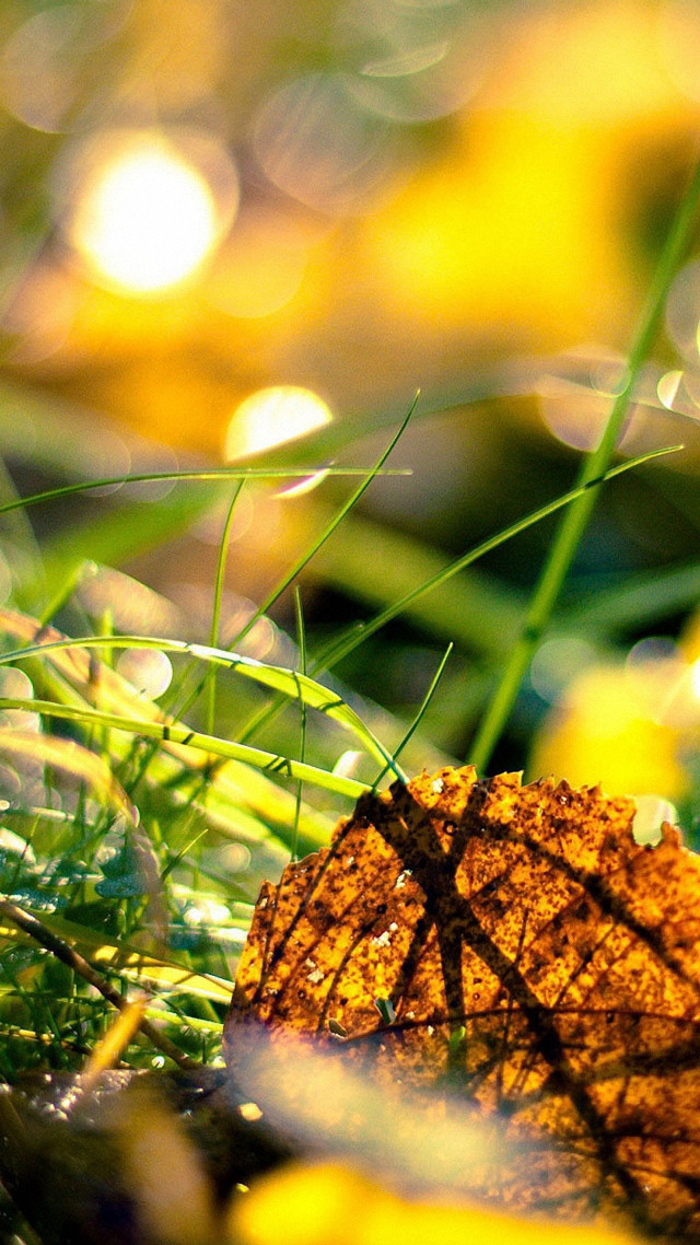 Leaf dew grass autumn ecological free wallpaper - medium preview image