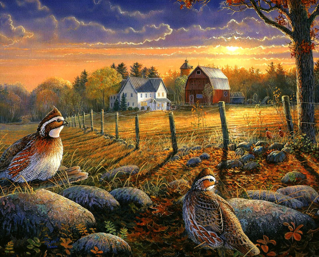 Birds rock field barn sunset free wallpaper - medium preview image