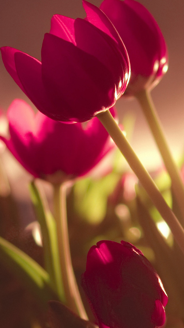 Close up flowers blurry background #2 free wallpaper - medium preview image