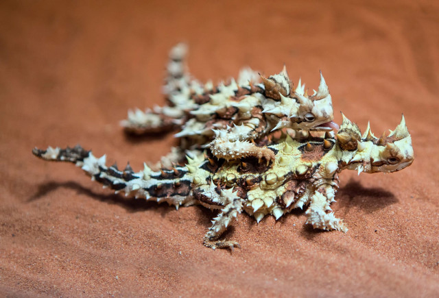 Closeup small lizard sand brown free wallpaper - medium preview image