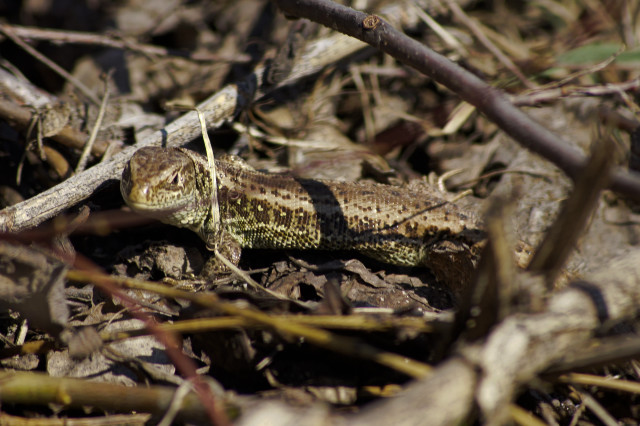 Small lizard laying on ground free wallpaper - medium preview image