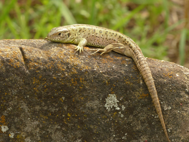 Lizard sitting rock wild nature free wallpaper - medium preview image
