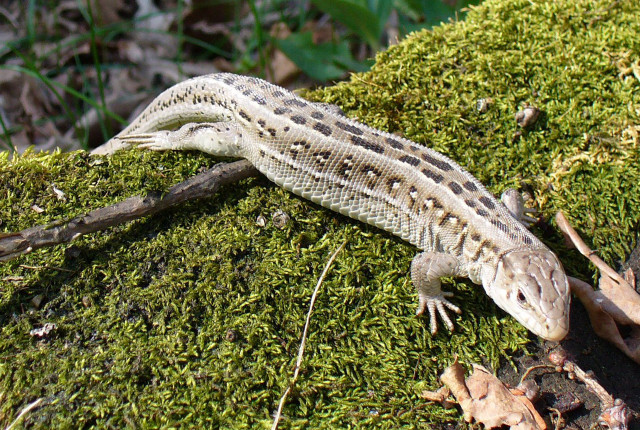 Lizard mossy surface woods nature free wallpaper - medium preview image