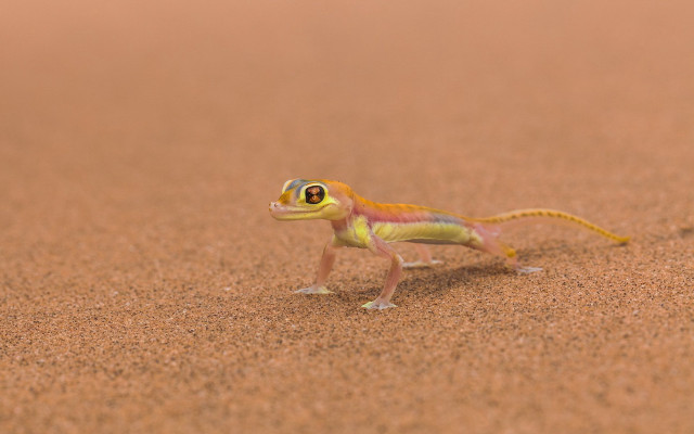 Small lizard walking sand desert free wallpaper - medium preview image