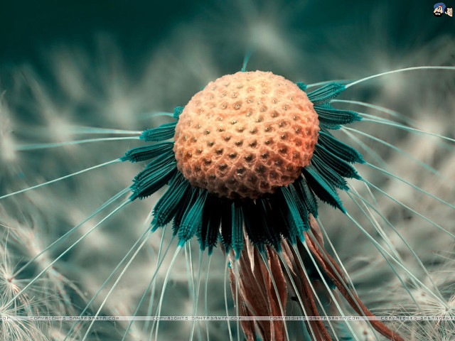 Dandelion closeup blurry background bottom free wallpaper - medium preview image