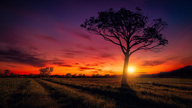 Tree field sunset purple sky free wallpaper - medium preview image