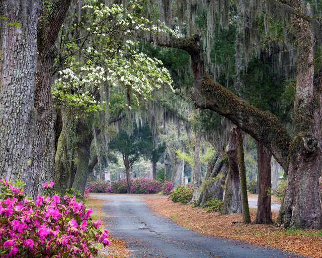 Road trees flowers scenery nature #2 free wallpaper - medium preview image