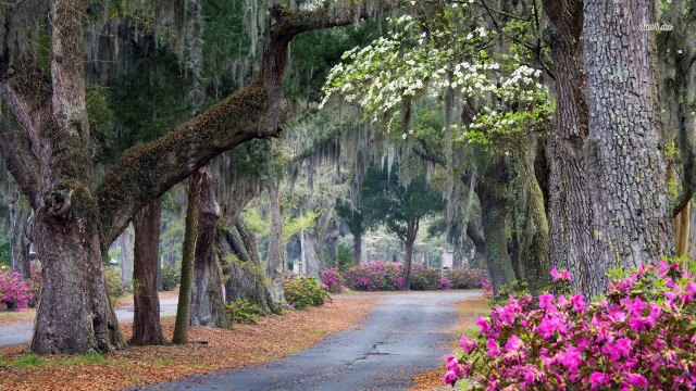 Road trees flowers scenery nature free wallpaper - medium preview image