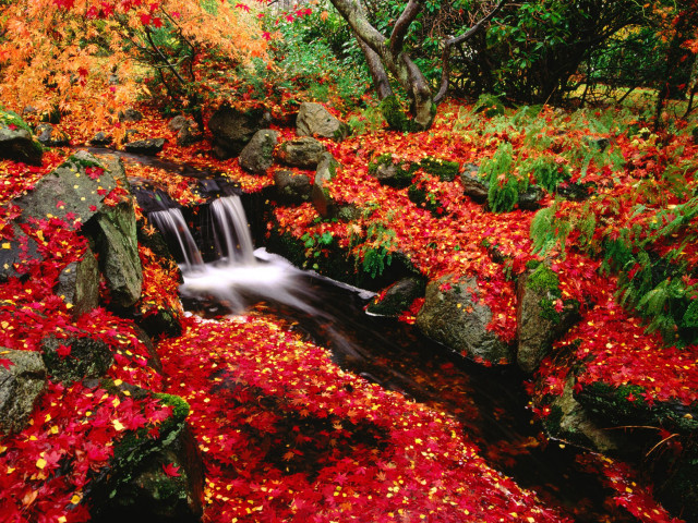 Stream red leaves rocks forest #7 free wallpaper - medium preview image