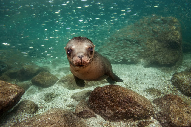 Seal swimming water rocks ground free wallpaper - medium preview image