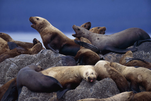 Sea lions rocks beach group free wallpaper - medium preview image