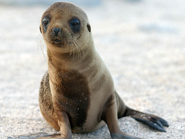 Seal sitting ground eyes open free wallpaper - medium preview image