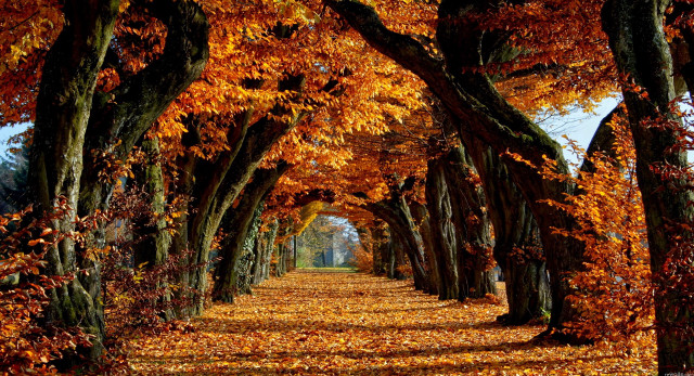 Autumn leaves pathway park trees free wallpaper - medium preview image