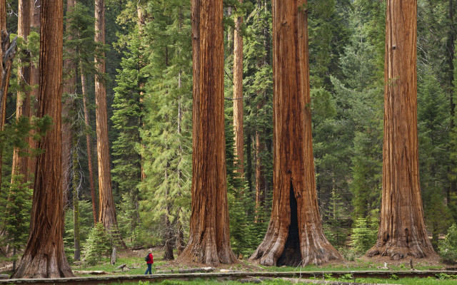 Person standing forest tall trees free wallpaper - medium preview image