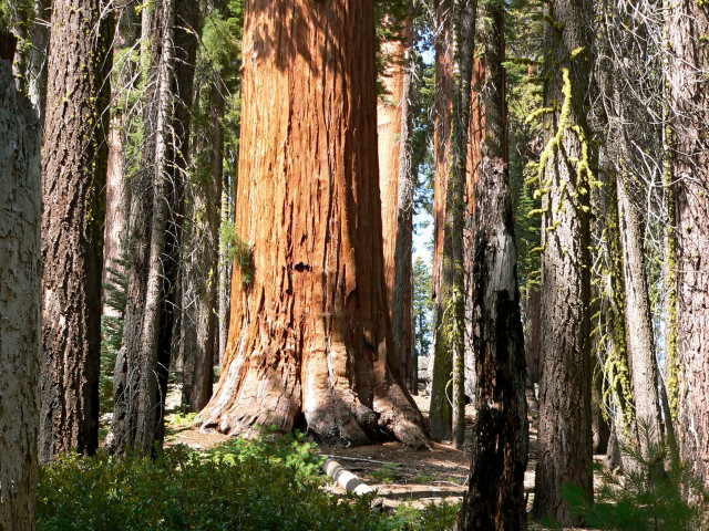 Large tree forest bench nature free wallpaper - medium preview image