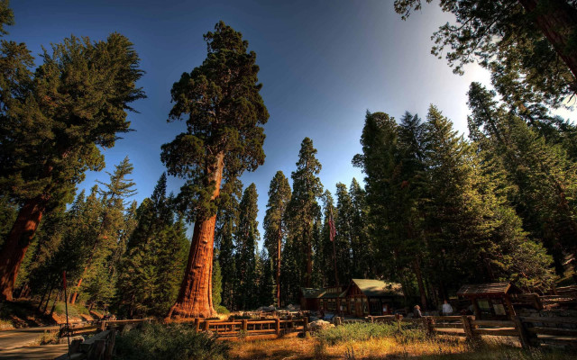 Forest trees cabin autumn sky free wallpaper - medium preview image