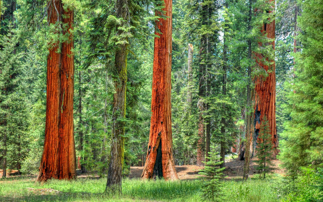 Forest trees green grass autumn free wallpaper - medium preview image