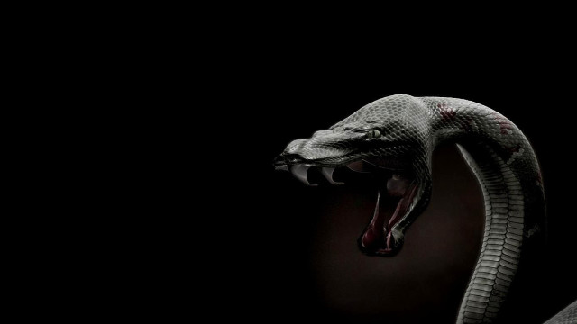 Snake mouth open tongue out #3 free wallpaper - medium preview image