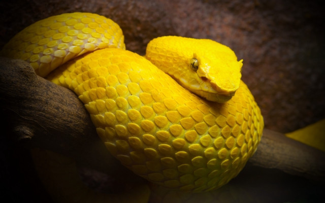 Yellow snake wrapped branch cobra free wallpaper - medium preview image