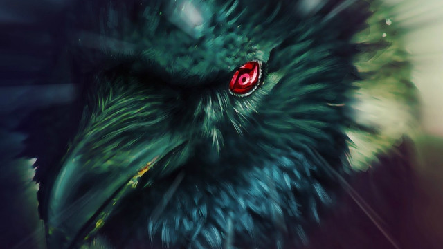 Bird red eye black beak free wallpaper - medium preview image