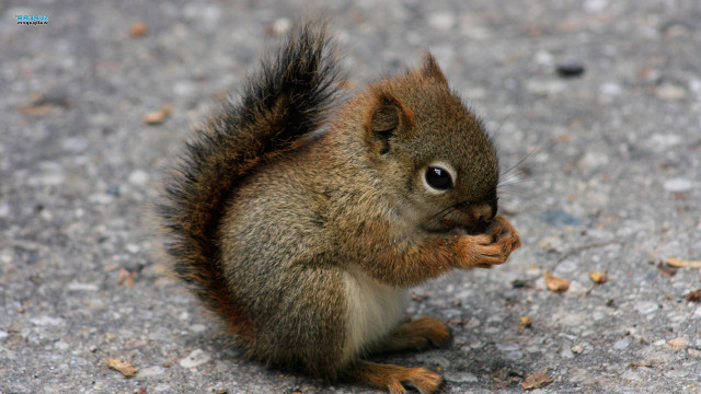 Squirrel eating nut mouth open free wallpaper - medium preview image