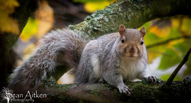 Squirrel sitting tree branch woods free wallpaper - medium preview image