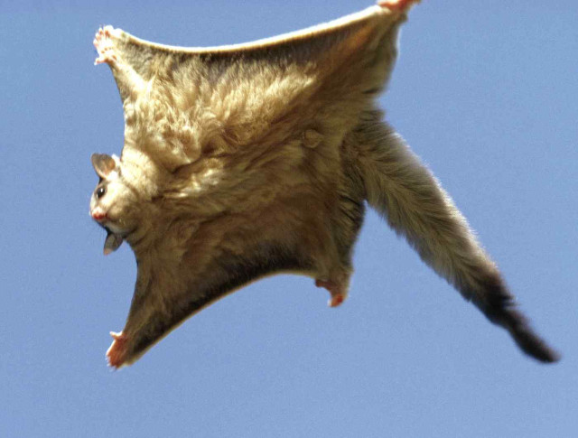 Bat flying wings spread head free wallpaper - medium preview image