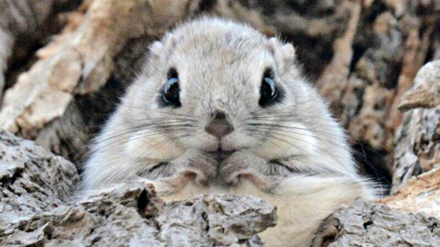 Small rodent tree surprised looking free wallpaper - medium preview image