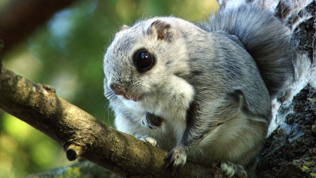 Squirrel surprised tree branch looking free wallpaper - medium preview image
