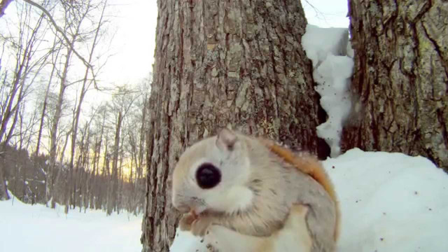 Squirrel snow tree trunk looking free wallpaper - medium preview image