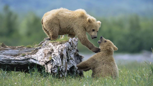Bear cub playing field grass free wallpaper - medium preview image