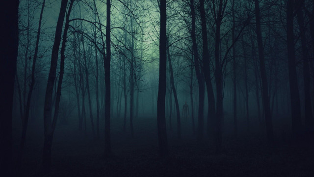 Dark forest foggy sky trees #2 free wallpaper - medium preview image