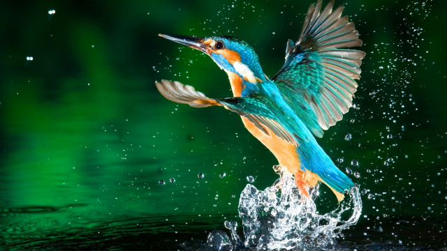 Colorful bird flying water splashing free wallpaper - medium preview image