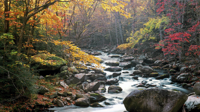 Autumn stream forest trees rocks free wallpaper - medium preview image