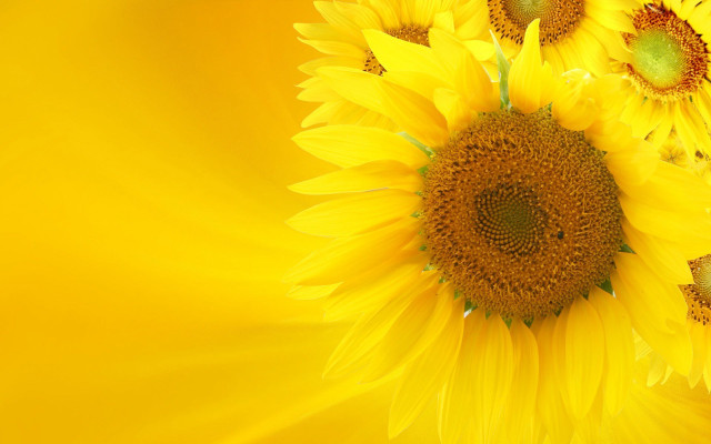 Yellow background sunflowers center other free wallpaper - medium preview image