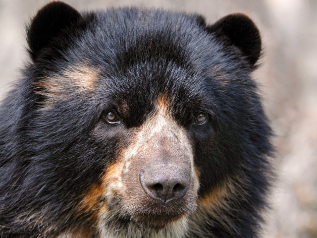 Black bear closeup face blurry free wallpaper - medium preview image
