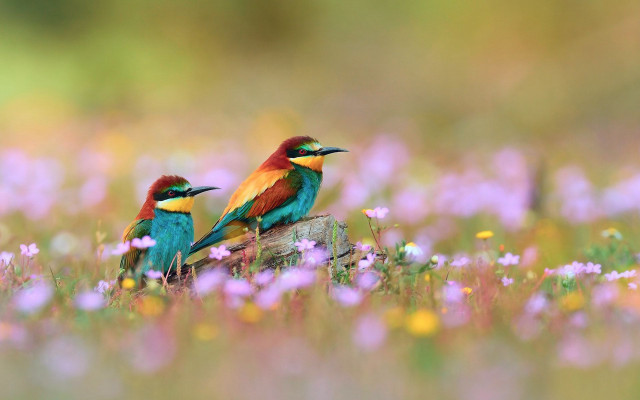 Colorful birds sitting log field #3 free wallpaper - medium preview image