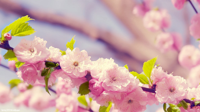 Pink flowers branch blurry background #3 free wallpaper - medium preview image