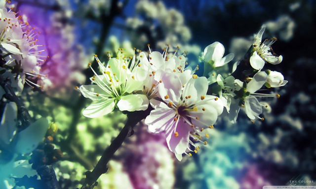 Close up flower blurry background #7 free wallpaper - medium preview image