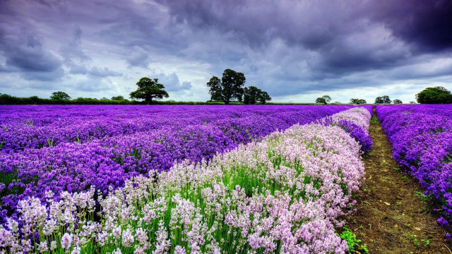 Purple flowers cloudy sky path free wallpaper - medium preview image