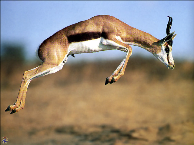 Gazelle jumping air head down free wallpaper - medium preview image