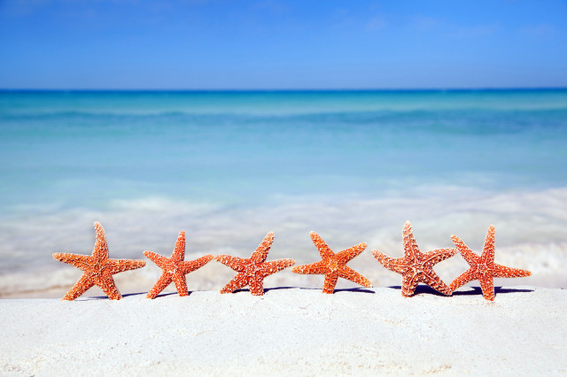 Starfish sandy beach ocean sunny free wallpaper - medium preview image