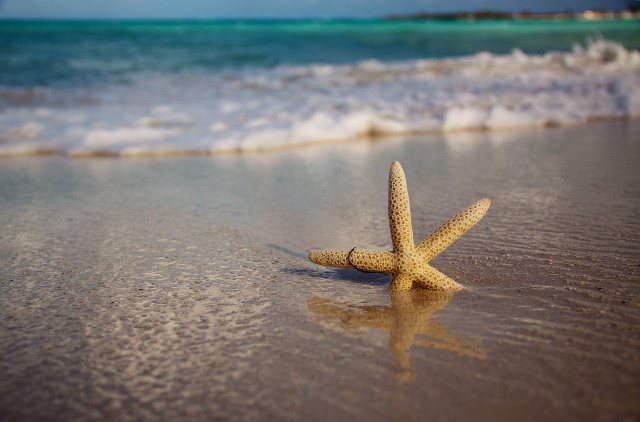 Starfish beach water edge sand free wallpaper - medium preview image