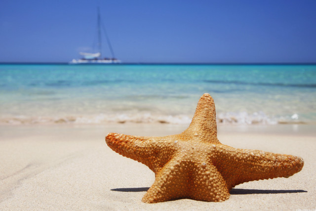 Starfish beach boat ocean background free wallpaper - medium preview image