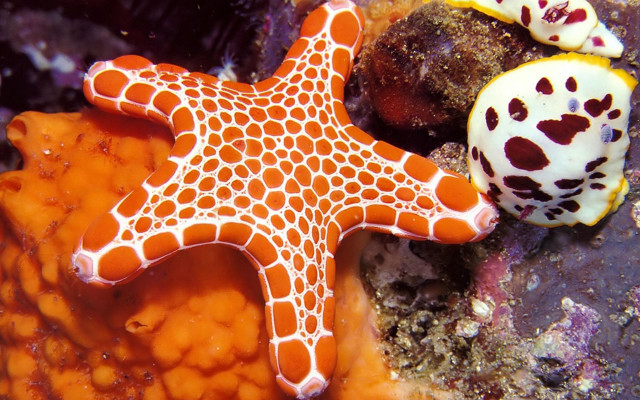 Starfish sea urchin coral reef free wallpaper - medium preview image