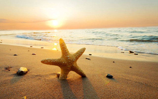 Starfish beach sunset ocean background free wallpaper - medium preview image