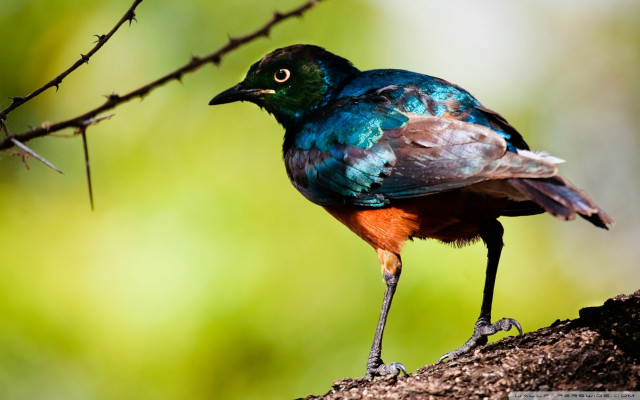 Colorful bird perched branch tree #3 free wallpaper - medium preview image