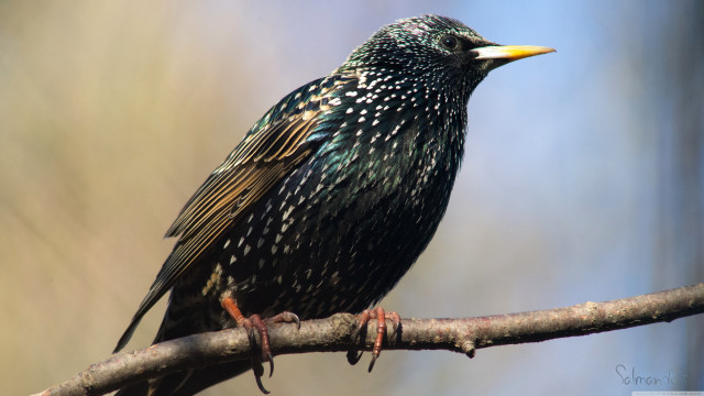 Bird branch blurry background flemish free wallpaper - medium preview image