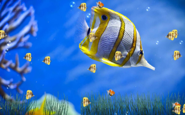 Fish swimming ocean blue sky #2 free wallpaper - medium preview image