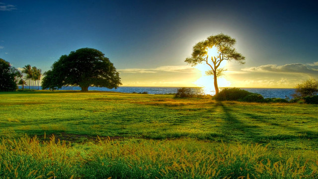 Field tree water sunset dawn free wallpaper - medium preview image